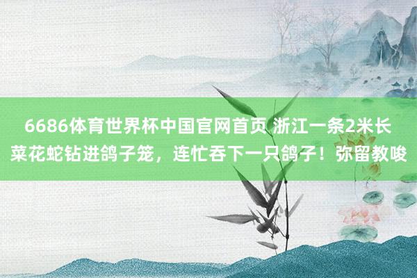 6686体育世界杯中国官网首页 浙江一条2米长菜花蛇钻进鸽子笼，连忙吞下一只鸽子！弥留教唆